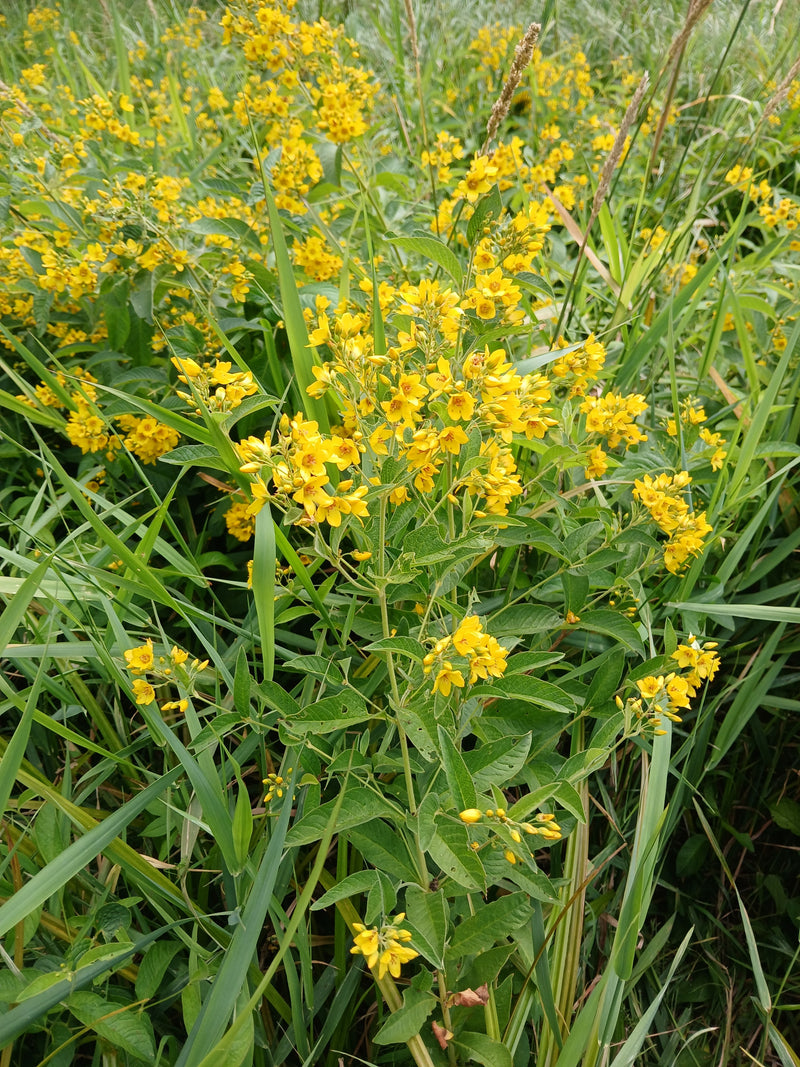 Tessitore giallo maculato — foto 2 di 6