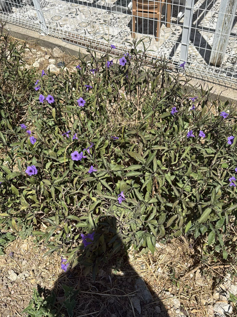 Una petunia messicana (Ruellia simplex) in fiore cresce in un'aiuola vicino a una recinzione metallica.