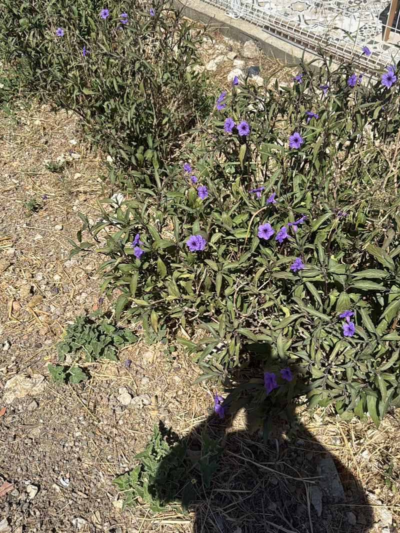 Una petunia messicana (Ruellia simplex) in fiore con corolle viola cresce su un terreno secco e ghiaioso.