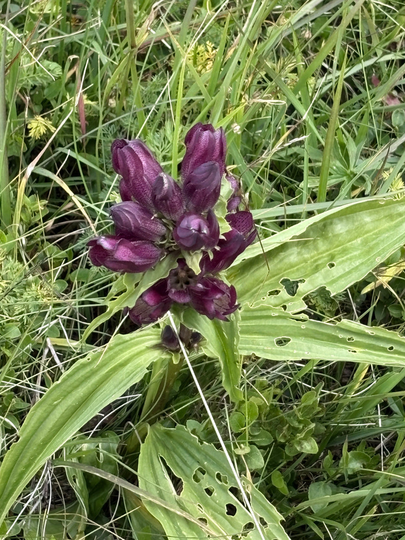 Genziana viola — Bild 1
