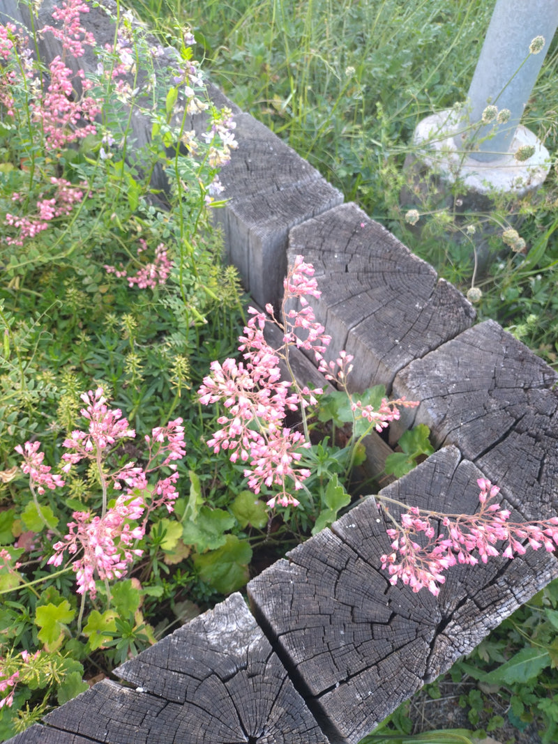 Purpur-Heuchera — Bild 1