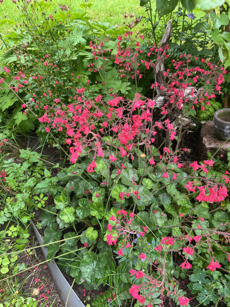 Heuchera viola — foto 1 di 2