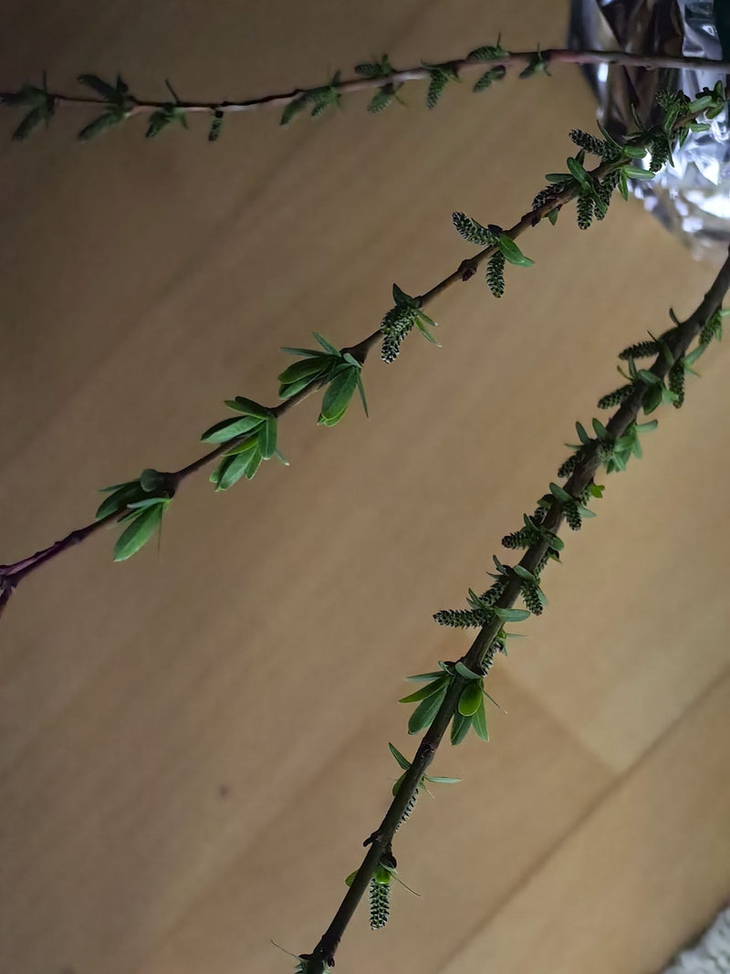 Salice Viola — Bild 1