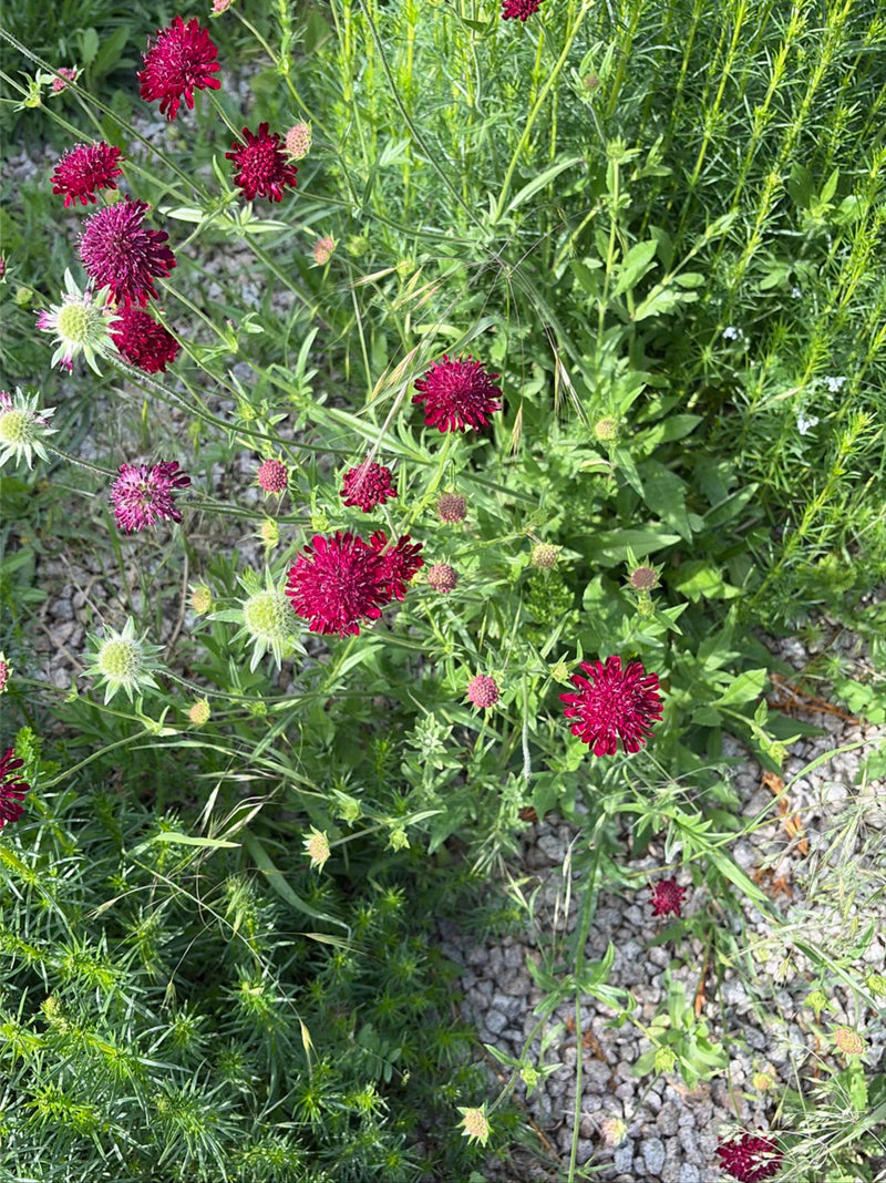 Scabia viola — Bild 1