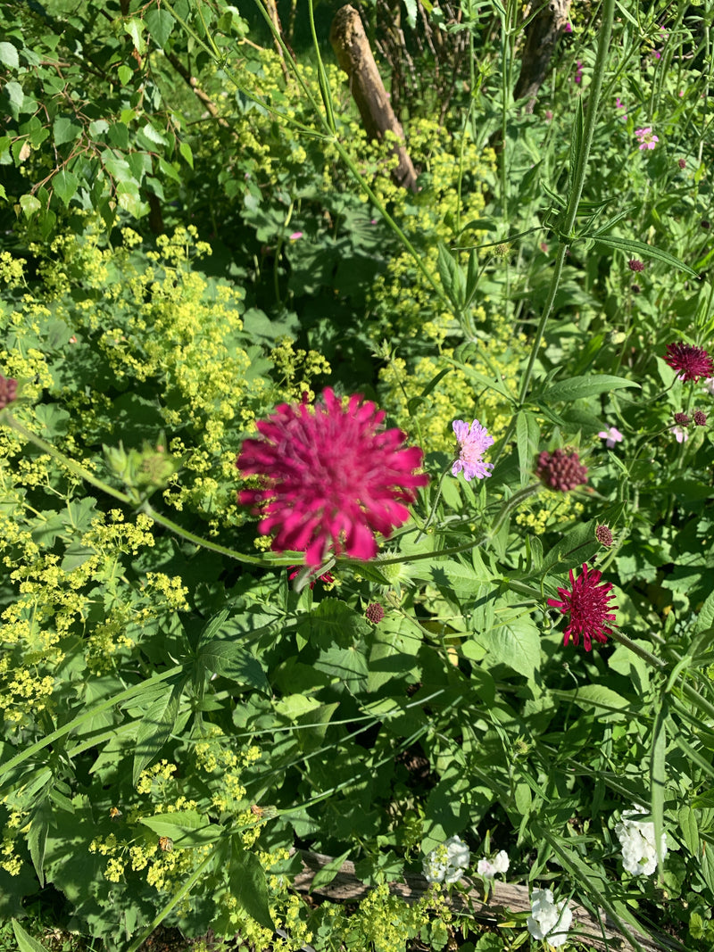 In primo piano si vede una scabiosa macedone molto sfocata, circondata da fogliame verde e altri fiori in un giardino.