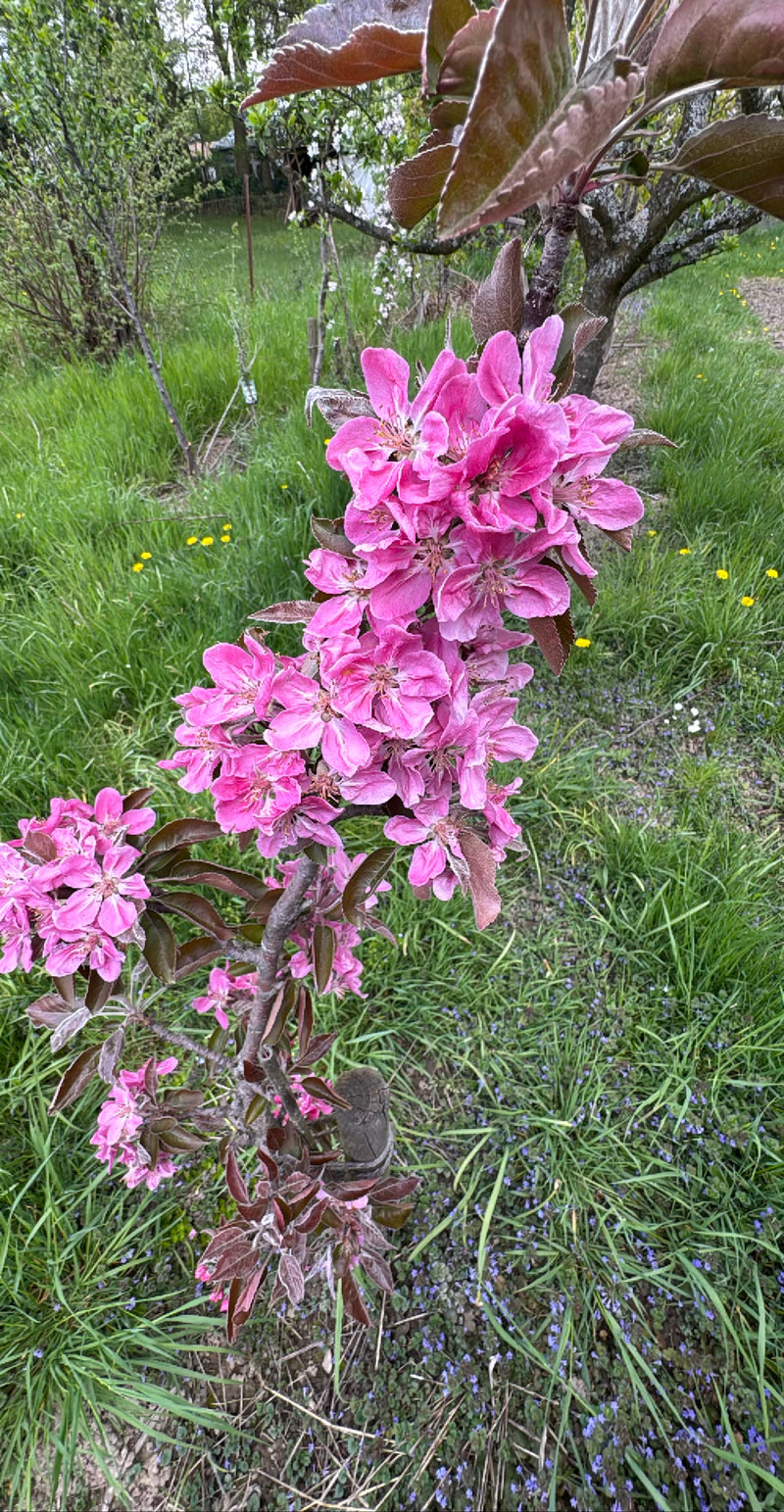 Si vede un melo da fiore purpureo in piena fioritura con fiori rosa e foglie rossastre. Lo scatto mostra un ramo su uno sfondo erboso.