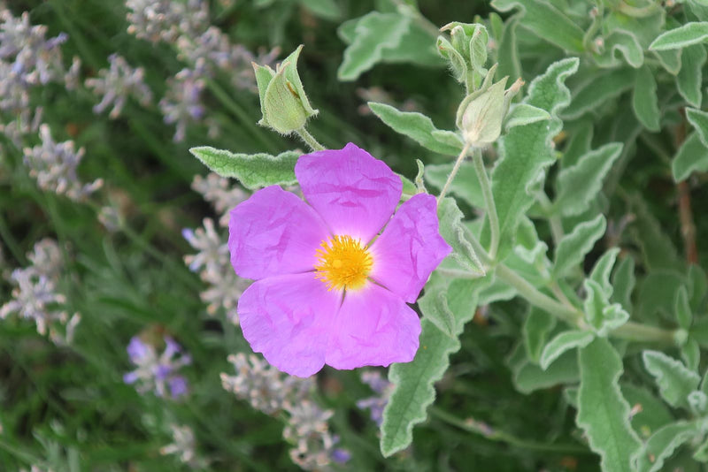 Cisto viola — Bild 1