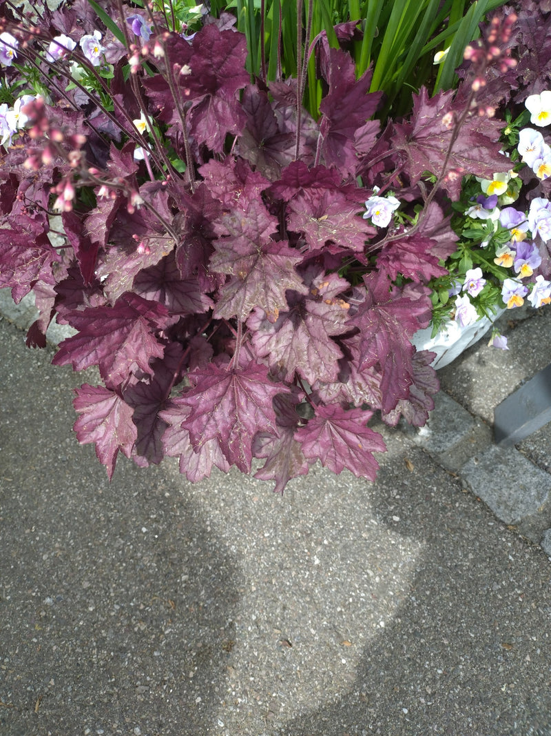 Campane viola — Bild 1