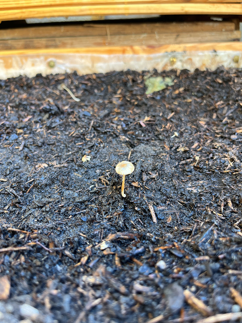 Un singolo fungo parasola plicatilis si trova su terreno da giardino umido con un cappello delicato e scanalato. Il piccolo fungo è chiaramente riconoscibile.