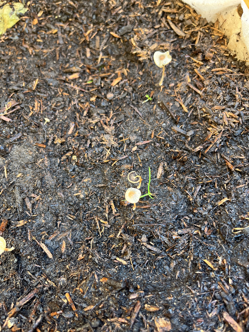 Diversi piccoli funghi coprino plicato crescono su terriccio scuro da giardino. I delicati corpi fruttiferi sono sparsi sul terreno umido.