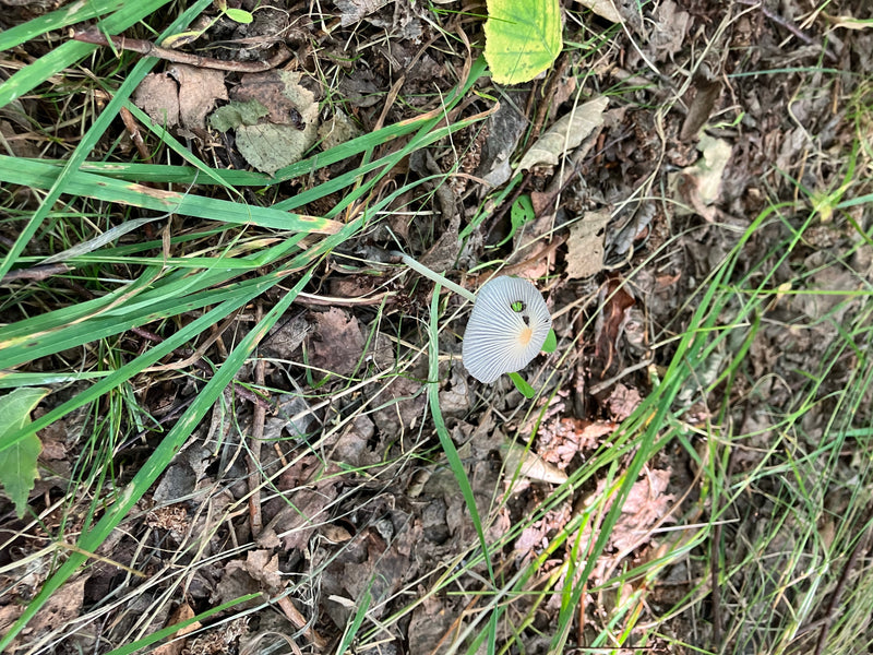 Un singolo fungo parasola plicatilis si trova sul suolo della foresta tra foglie e erba. Il delicato cappello grigio mostra scanalature caratteristiche.