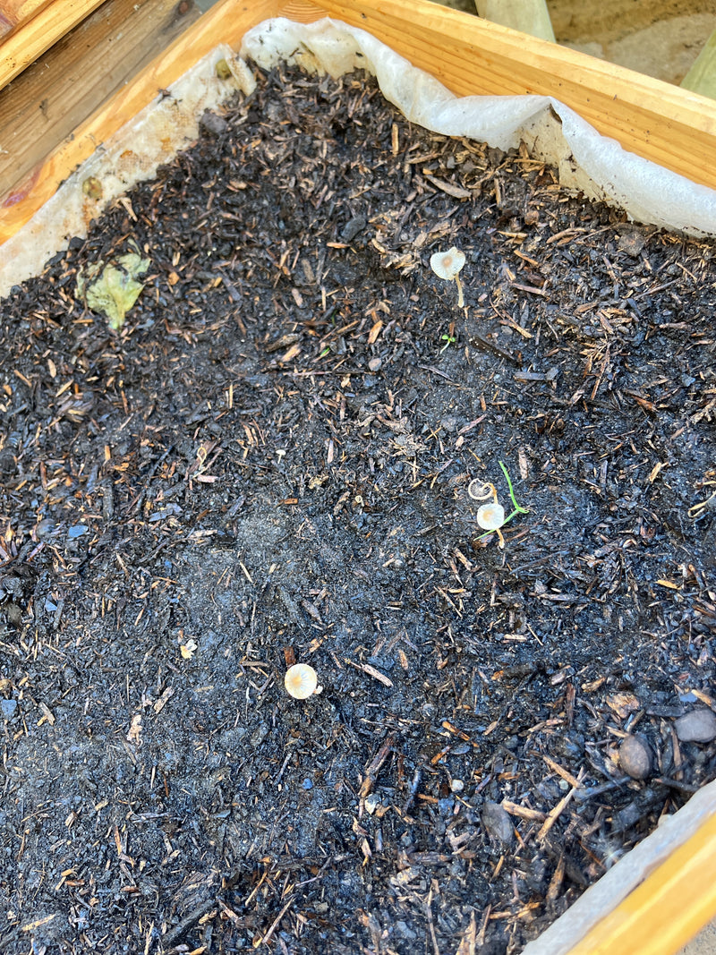 Diversi piccoli funghi coprino plicato crescono su pacciame di legno umido in una fioriera. I delicati corpi fruttiferi sono chiaramente visibili dall'alto.