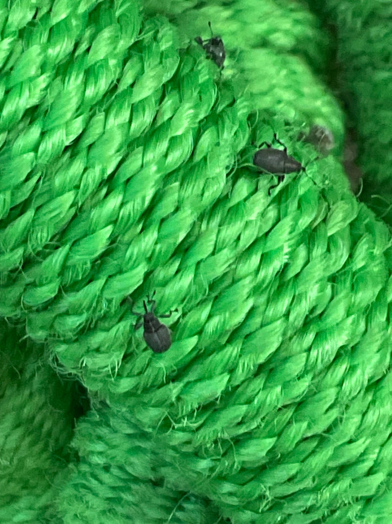 Punteruolo (genere Anthonomus) — Bild 1