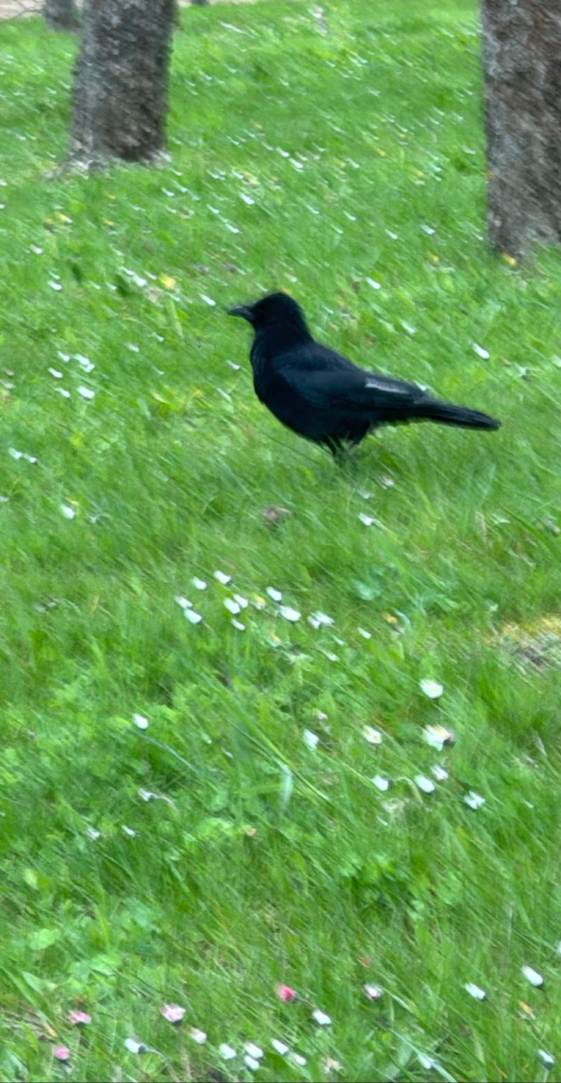 Cornacchia nera — Bild 3