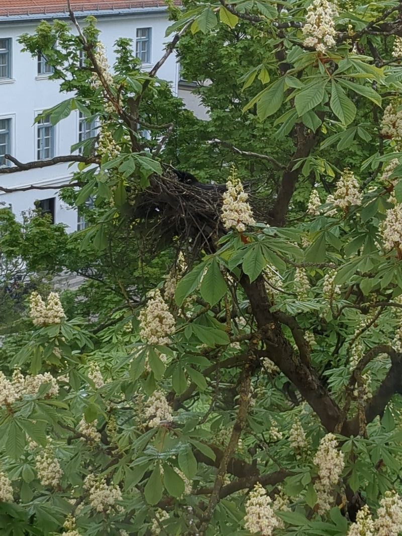 Una cornula nera siede nel suo grande nido situato tra i rami di un albero in fiore. Sul fondo si vede un edificio.