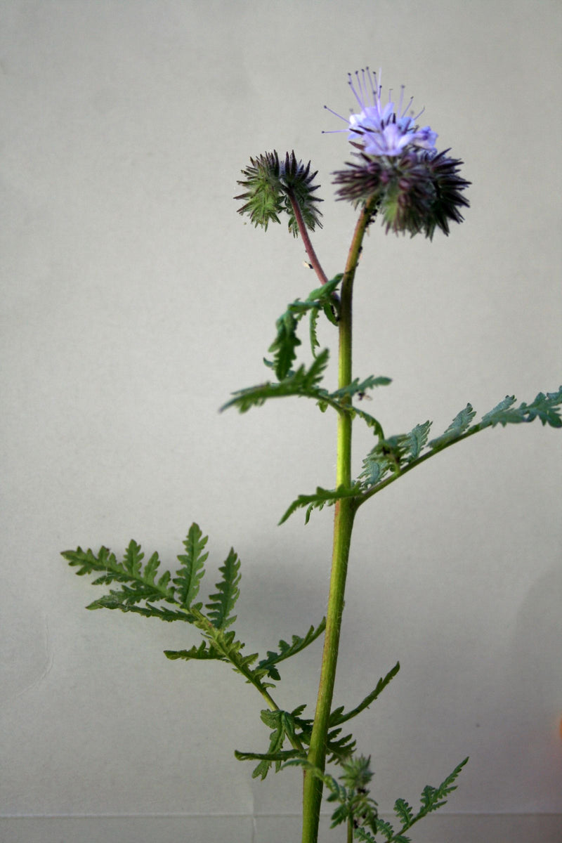 Facelia — Bild 1
