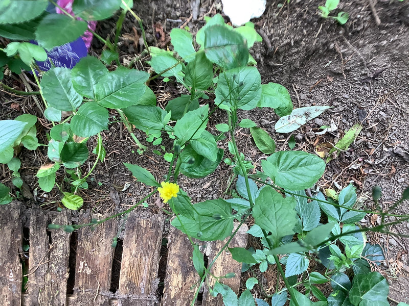 Cavolo ghiandolare della pioggia — Bild 1