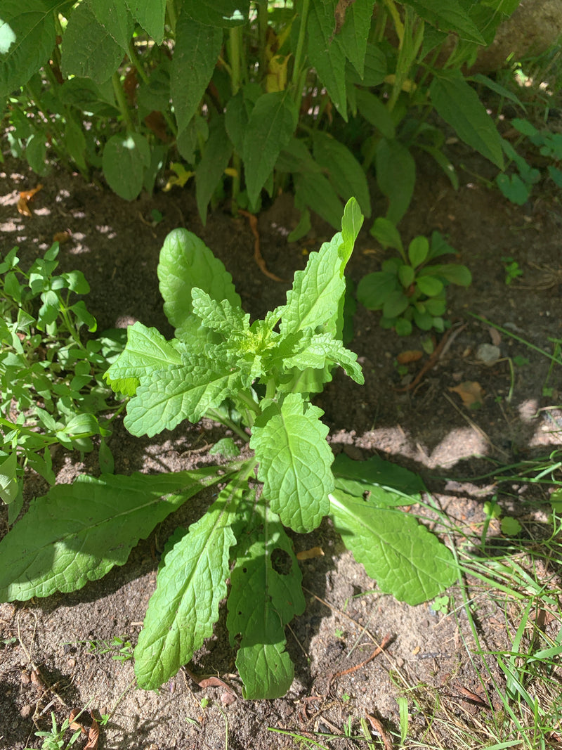 Cavolo ghiandolare della pioggia — foto 1 di 10