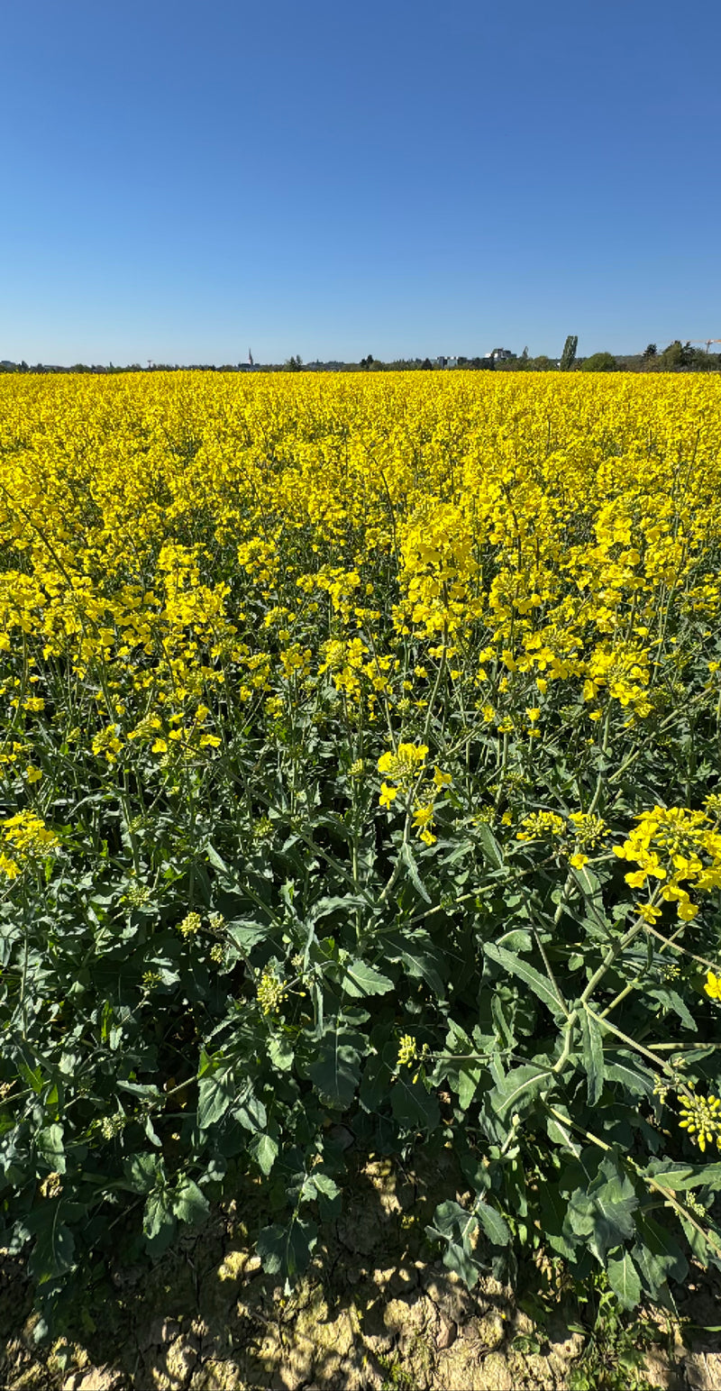 Colza — Bild 1