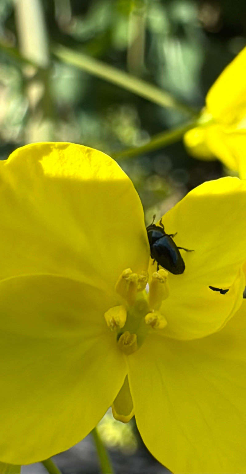 Scarabeo di colza — Bild 2