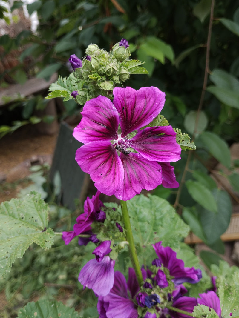 Un piccolo Meligete si trova al centro di un fiore di malva rosa vivo. L'insetto è chiaramente visibile sul fiore.