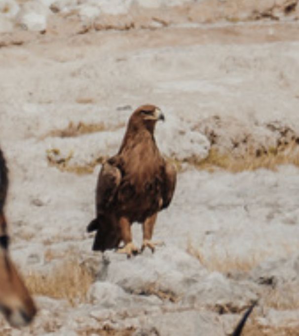 aquila predatrice — Bild 1