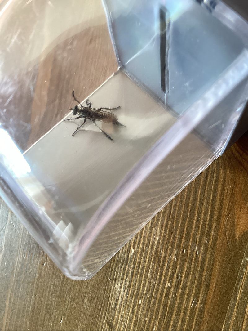 Raubfliege (Gattung Dioctria) — foto 1 di 1