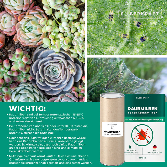 Acari predatori contro i ragni rossi sulle piante verdi