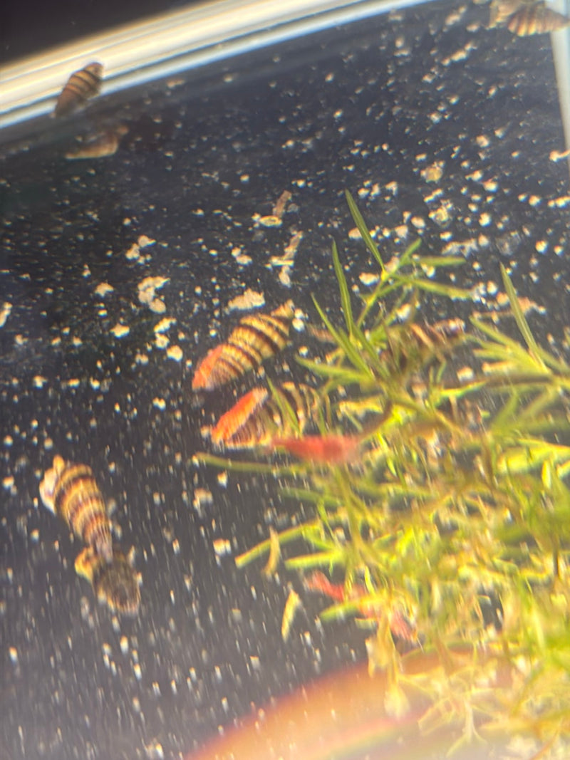 lumaca predatrice — Bild 1