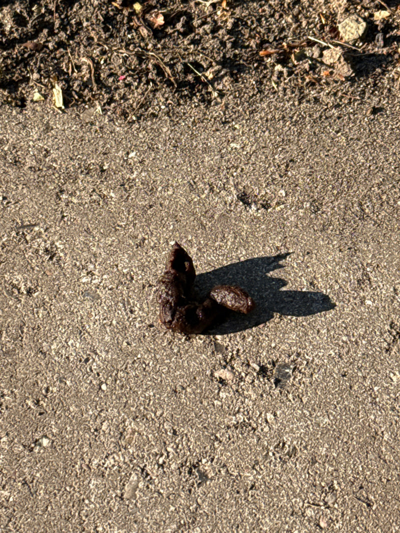 Predatori — Bild 1