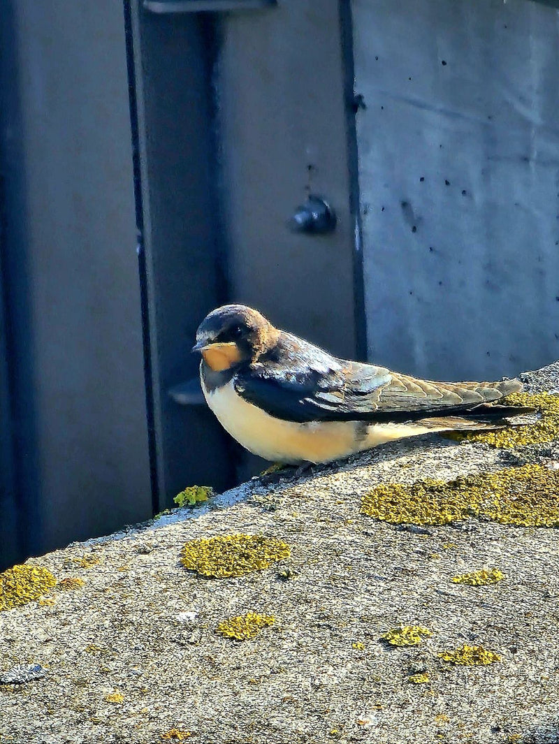 Una giovane rondine comune riposa sul bordo di un muro coperto di licheni davanti a una parete.