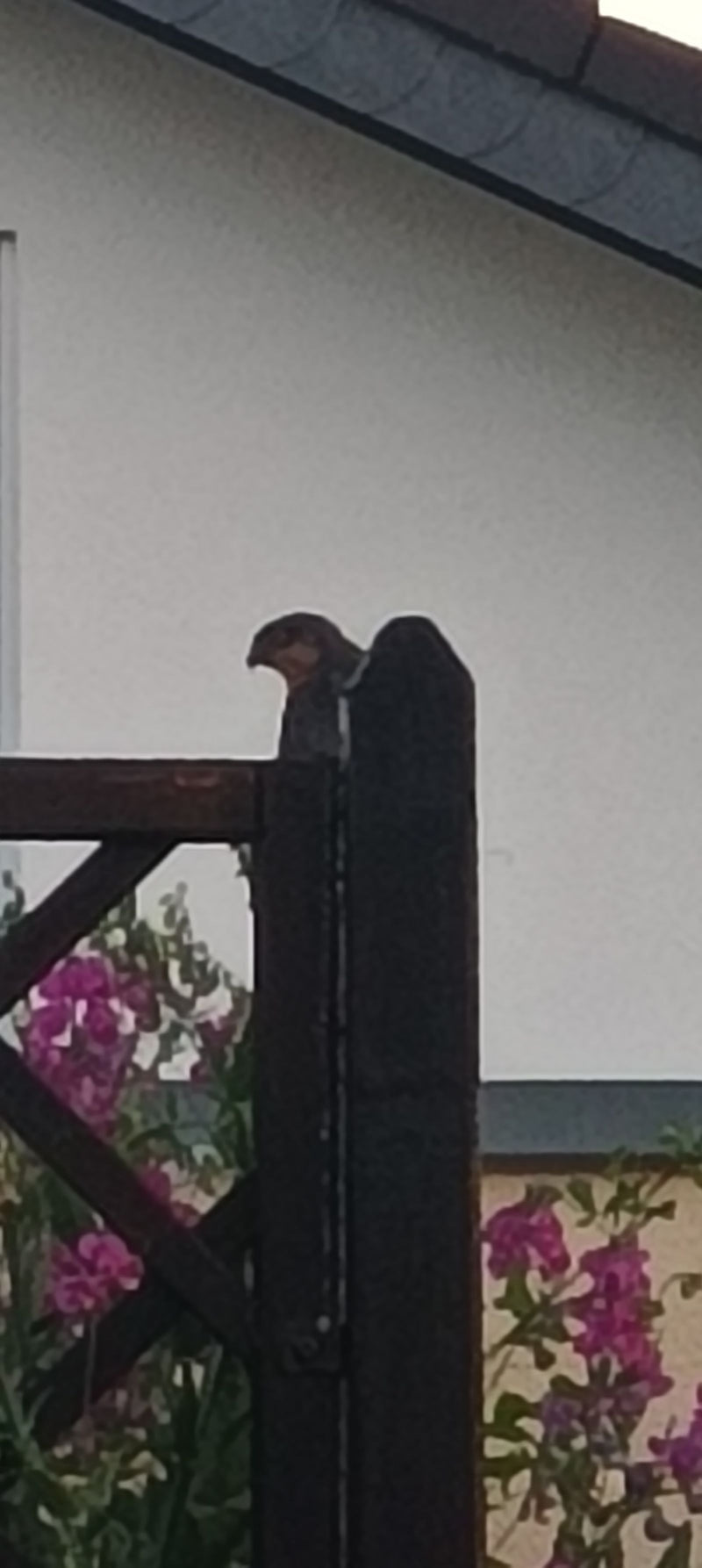 Una rondine comune è appoggiata su un palo di legno di una staccionata davanti al muro chiaro di una casa. Sfondo con fiori rosa.