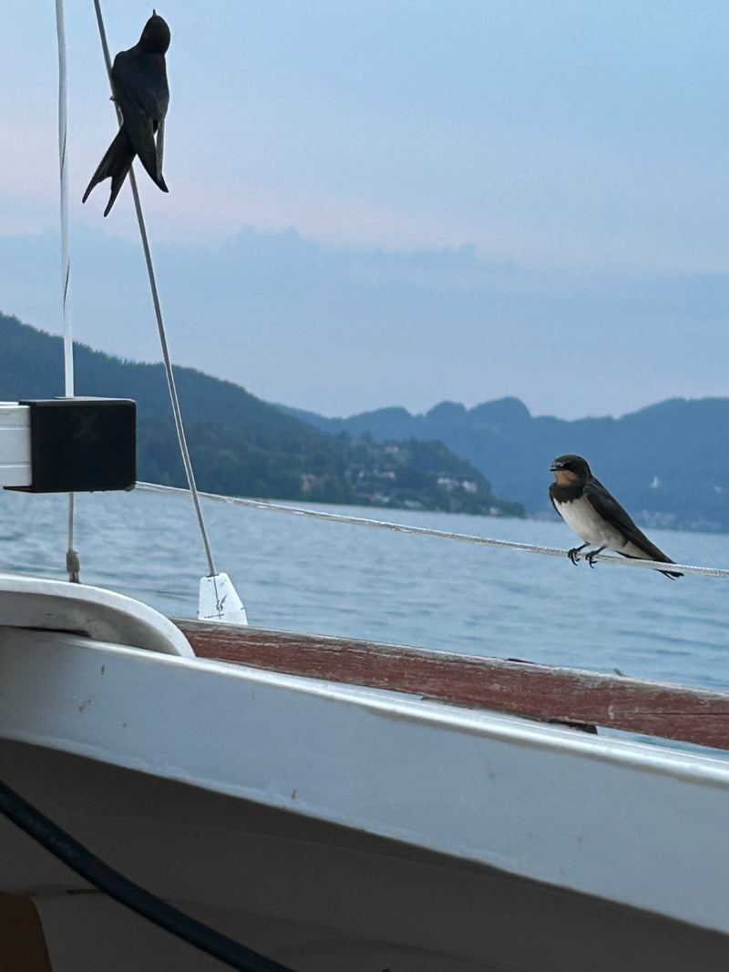 Due rondini sono posate sulle manovre di una barca a vela. Sullo sfondo si vede uno specchio d'acqua con colline boscose.