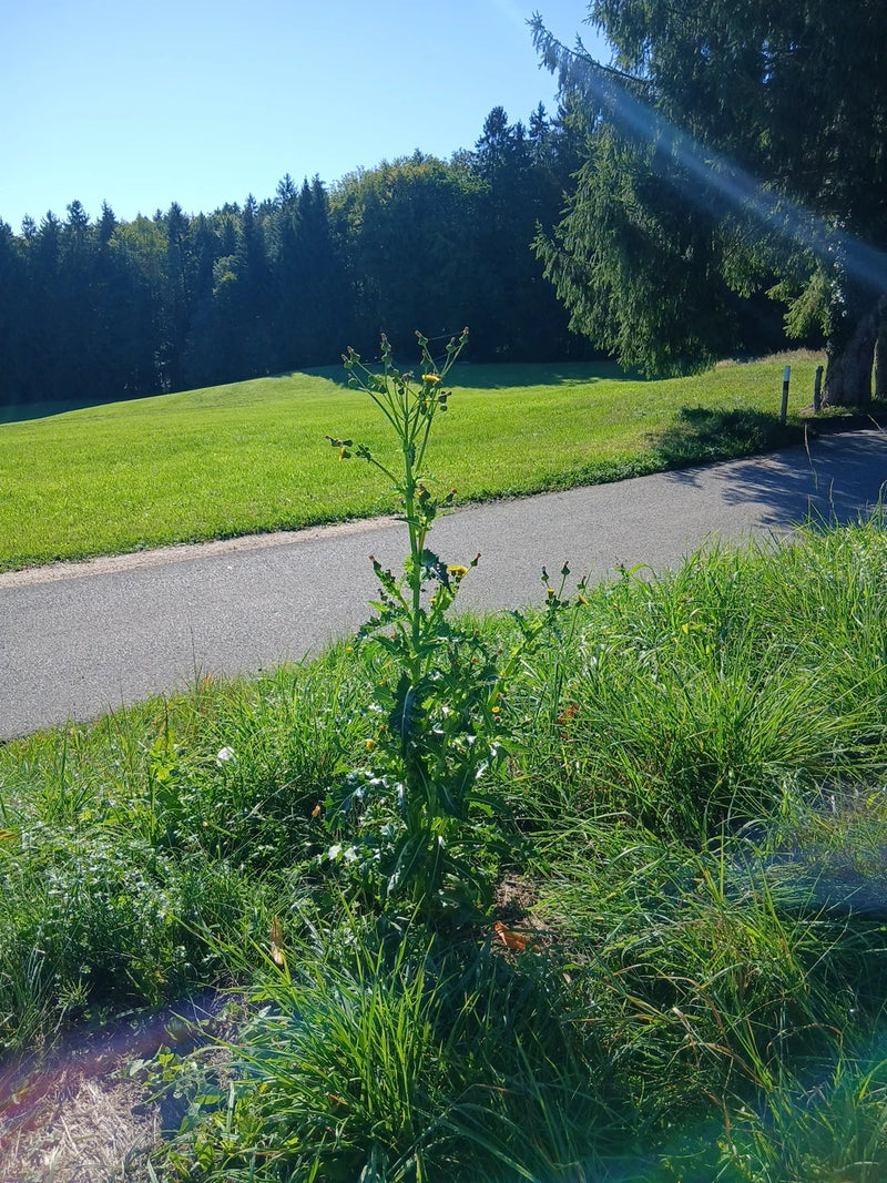 Cardo selvatico d'oca grezzo — foto 3 di 4