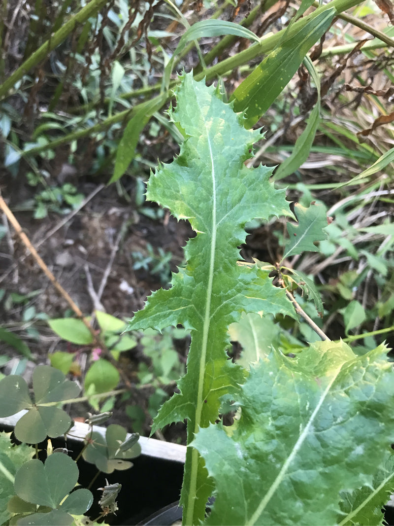 Cardo selvatico d'oca grezzo — foto 2 di 4