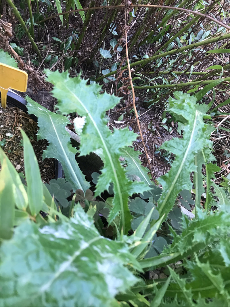 Cardo selvatico d'oca grezzo — foto 1 di 4