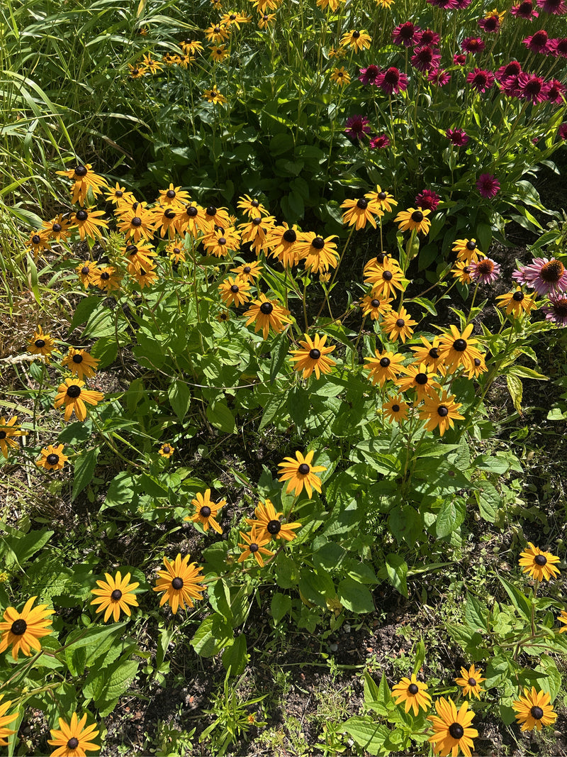 Echinacea ruvida — foto 1 di 6