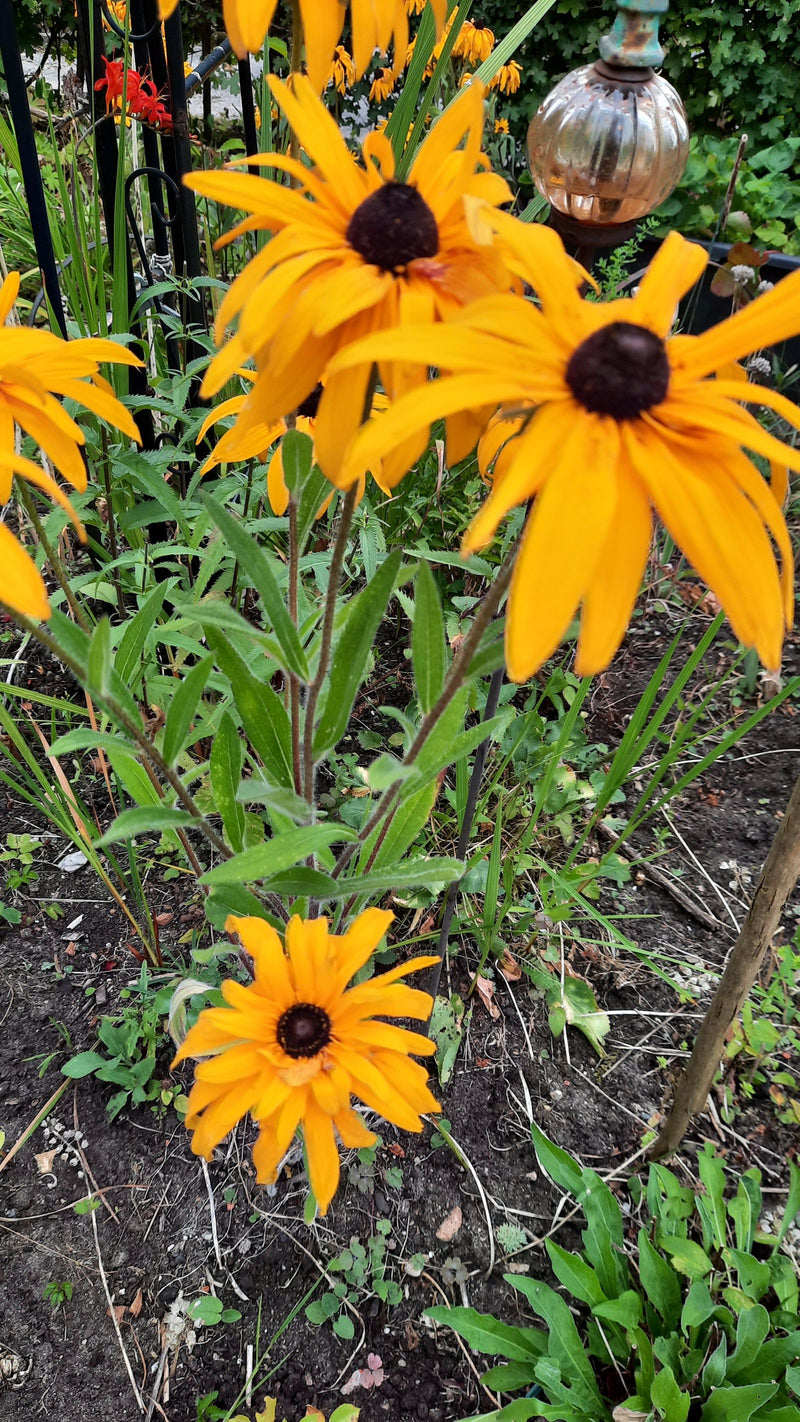 Echinacea ruvida — foto 2 di 6