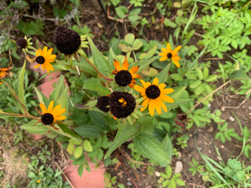 Echinacea ruvida — foto 5 di 6