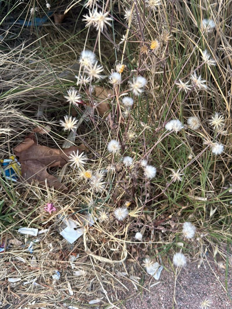 Fiordaliso ruvido — foto 4 di 10