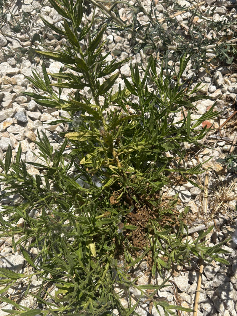 Fiordaliso ruvido — foto 3 di 10