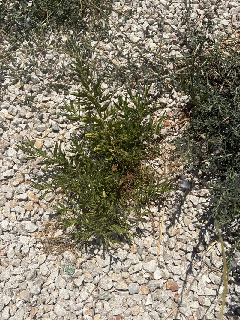 Fiordaliso ruvido — foto 2 di 10