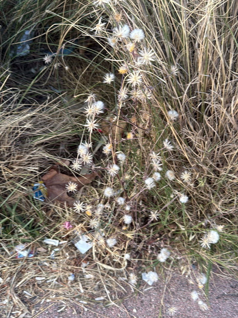 Fiordaliso ruvido — foto 5 di 10
