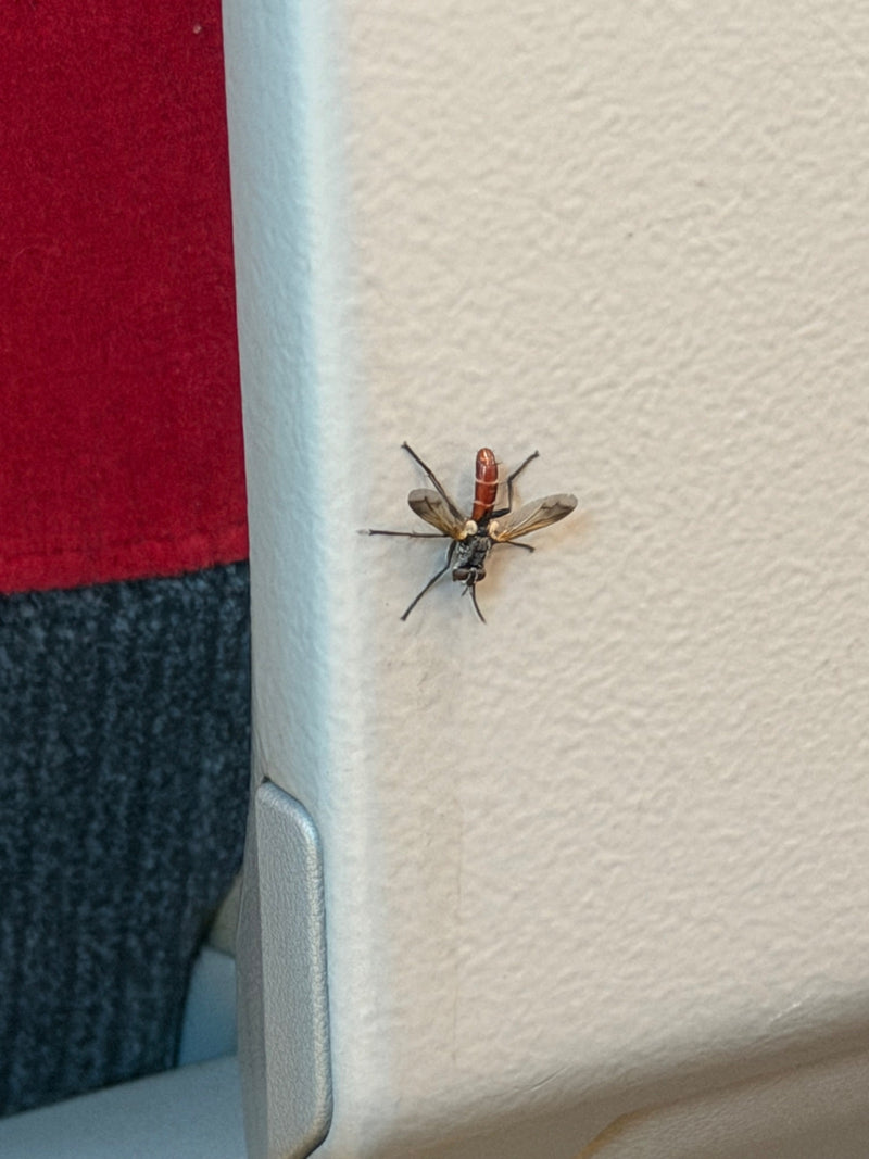Mosca del bruco (genere Cylindromyia) — foto 1 di 3