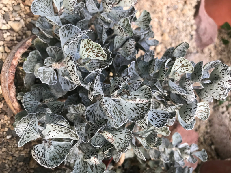 Rauten-Kalanchoe — foto 2 di 2