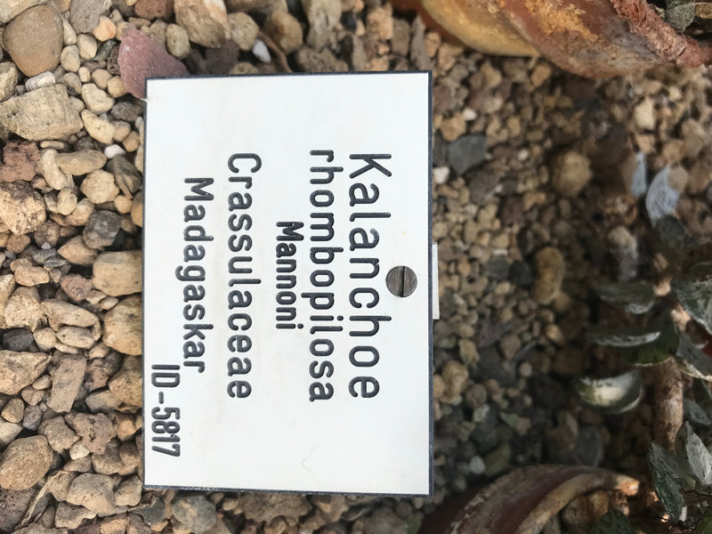 Rauten-Kalanchoe — foto 1 di 2