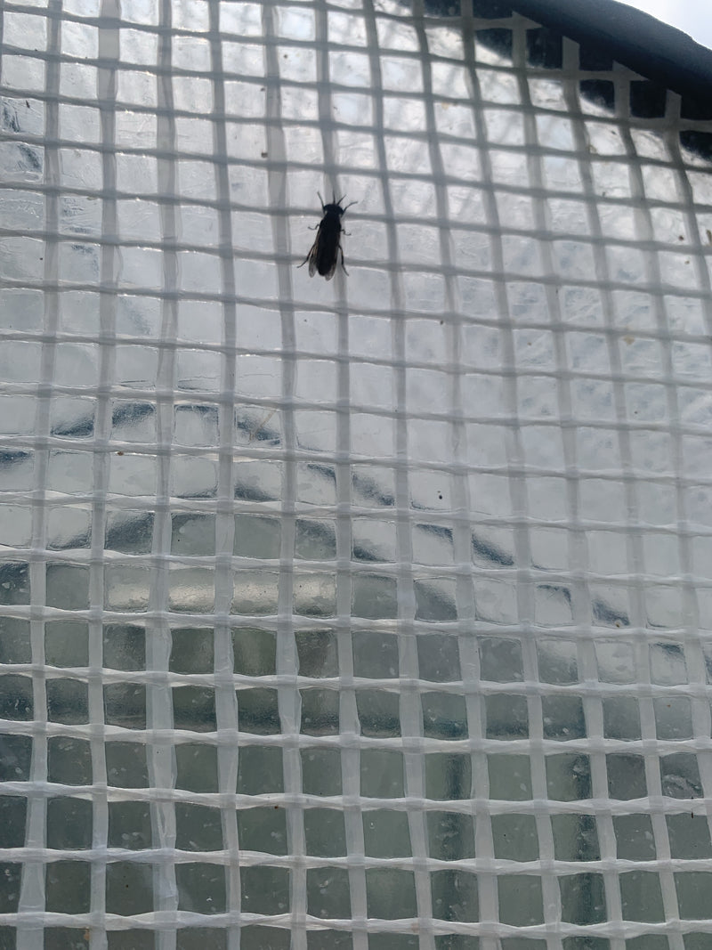 Una mosca cavallina riposa su una rete da serra chiara. L'esemplare di insetto è ben riconoscibile.