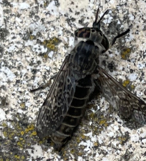 L'immagine mostra un tafano della pioggia (Haematopota pluvialis) posato su un muro chiaro e strutturato. Le ali caratteristicamente modellate e gli occhi co...