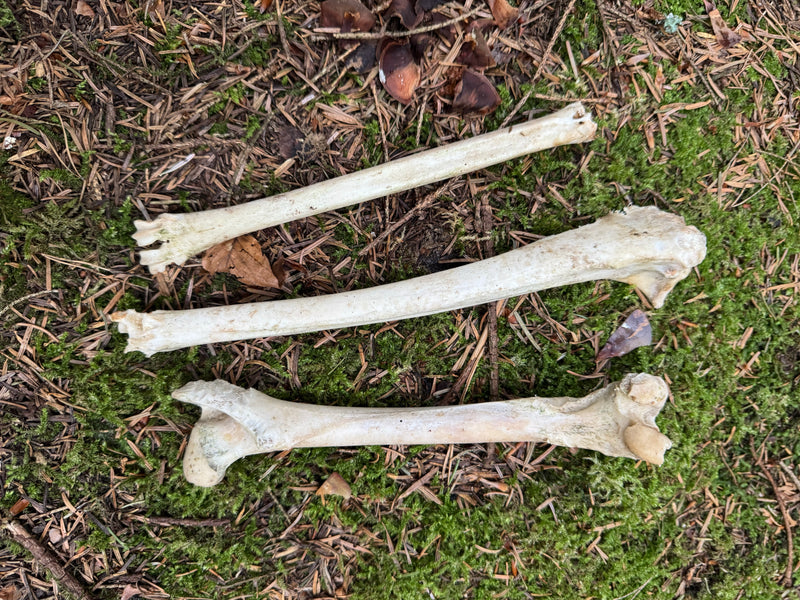 Tre ossa sbiancate degli arti di un capriolo giacciono parallele sul terreno muschioso del bosco coperto di aghi.