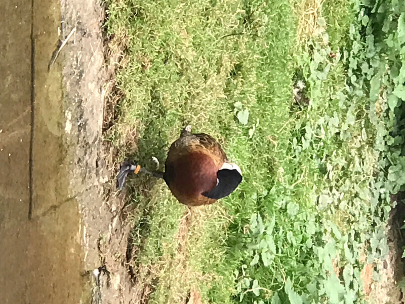 Anatra trapuntata — foto 1 di 1